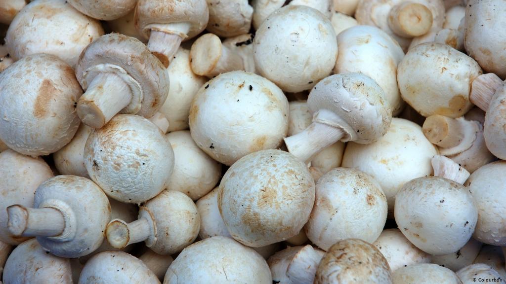 Buy Mushroom Online